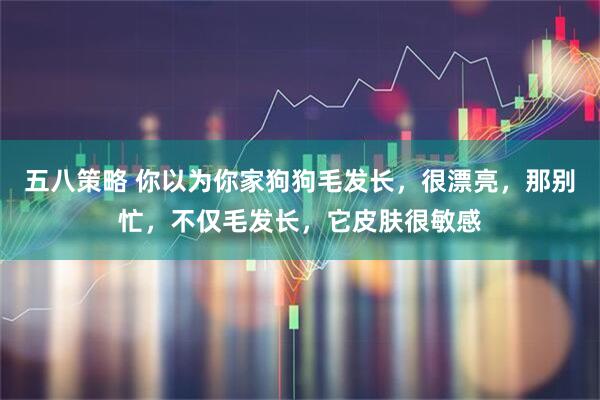 五八策略 你以为你家狗狗毛发长，很漂亮，那别忙，不仅毛发长，它皮肤很敏感